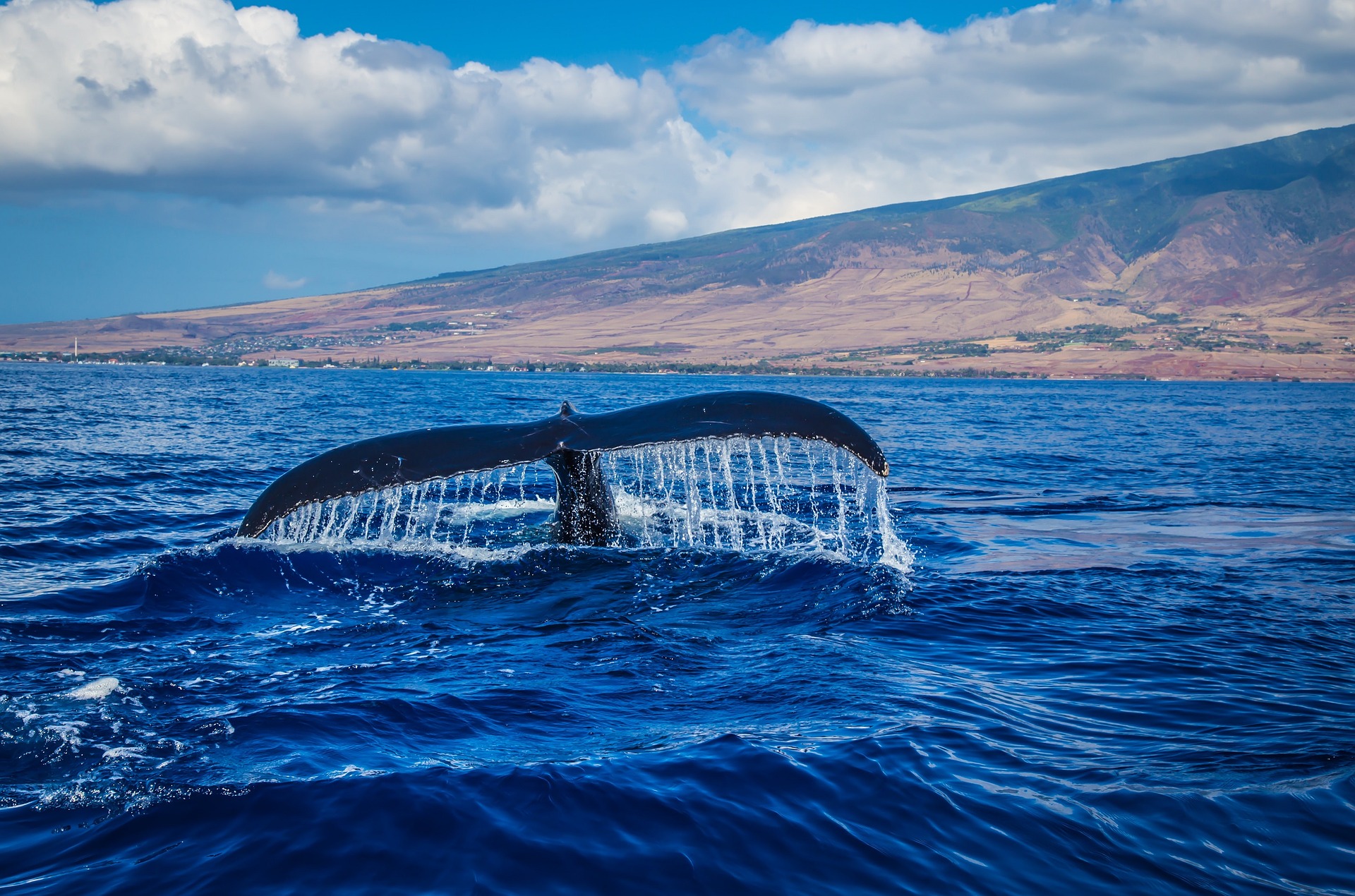 humpback whale in Hawaii