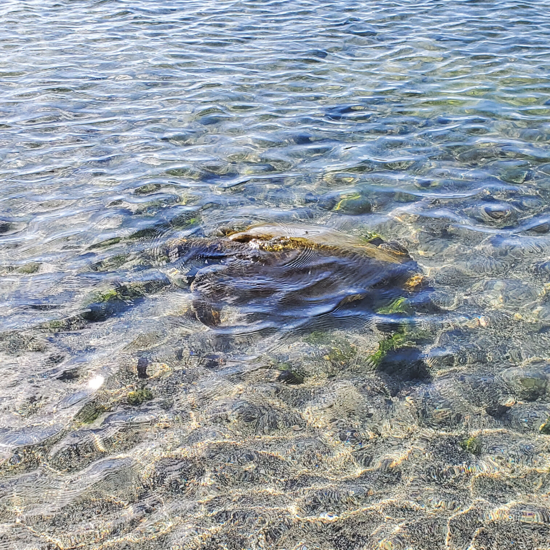 Honu Green Sea Turtle