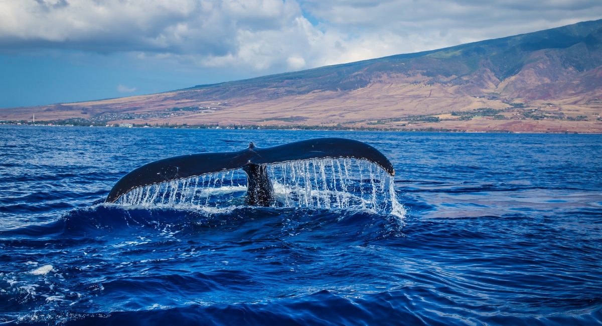 humpback whale in Hawaii